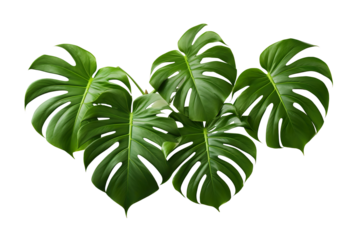 monstera leaves on isolated white background