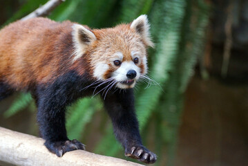 木の上を歩くレッサーパンダ