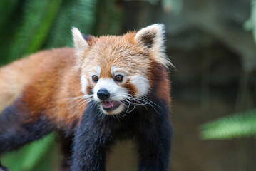 振り向くレッサーパンダ