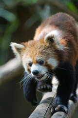 木の上を歩くレッサーパンダ