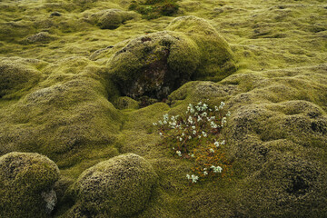 Fototapeta premium Close-up on the mossy lava fields in Iceland
