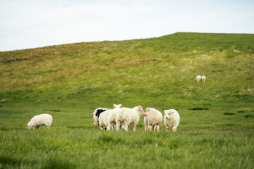Fototapeta premium Icelandic sheep in a grassy field during summer