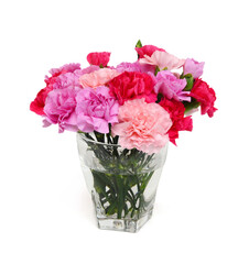 Stack Carnations on white background