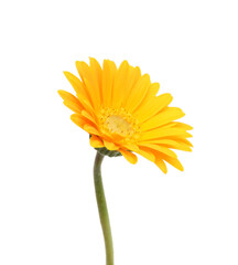 Gerbera daisy flowers on white background 