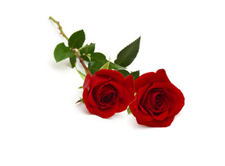 Red rose isolated on white background 