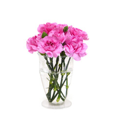 Stack Carnations on white background