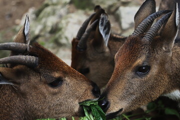 a herd of himalayan goral (naemorhedus goral) grazing in singalila national park located on himalayan foothills near darjeeling, west bengal, india 