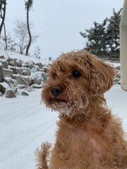dog in winter