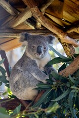 koala in a tree