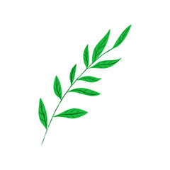 Obraz premium green leaves isolated on white