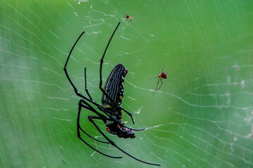 Male golden orb weavers (smaller than female) live on the edge of female&rsquo;s web ,he guards his female , blurred green background 