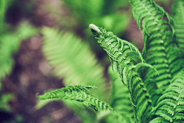 Background of fern leaves. Close-up of dark green fern leaves growing in the forest. Part of the large leaves. High quality photo