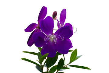 Fototapeta na wymiar Purple flower of Malabar gooseberry, Malabar melastome or Indian rhododendron bloom in the garden isolated on white background included clipping path. 