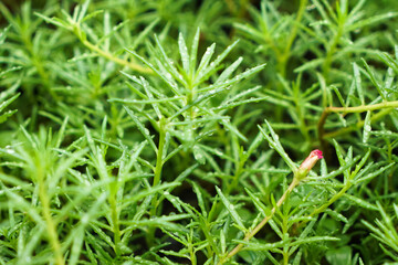 Water drops on portulaca grandiflora leaves in selective focus, foreground and blurry background