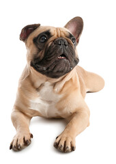 Cute French bulldog lying on white background