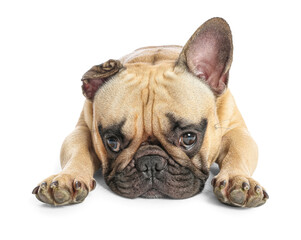 Cute French bulldog lying on white background