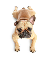 Cute French bulldog lying on white background