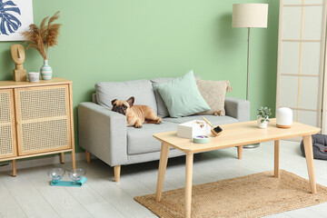 Cute French bulldog lying on sofa in living room