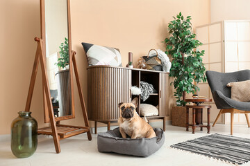 Cute French bulldog in pet bed at home