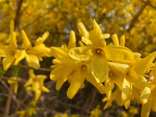 yellow flowers in the park