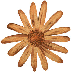 Autumn daisy digitally painted illustration