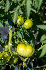 tomates vertes sur leur pied dans un jardin