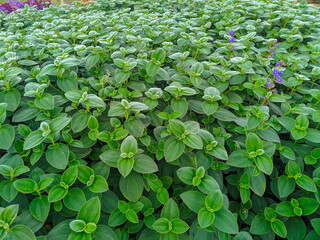 Tibouchina heteromalla or Silver leafed Princess Flower. It is an evergreen shrub with velvety...