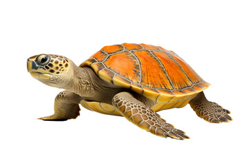 Obraz premium Sea turtle isolated white background PNG
