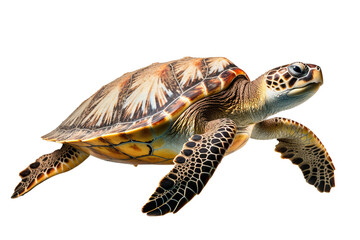Sea turtle isolated white background PNG