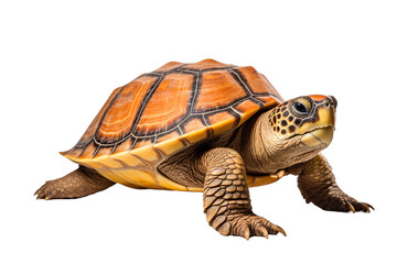 Obraz premium Sea turtle isolated white background PNG