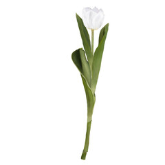 white tulip