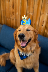 Happy golden retriever dog enjoying his birthday 