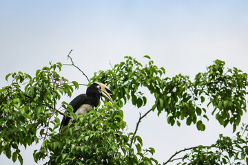 The oriental pied hornbill (Anthracoceros albirostris) sits on top of a tree. Selective focus on...