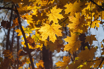 Beautiful yellow maple leaves in autumn forest.