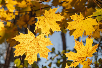 Fototapeta na wymiar Yellow maple leaves close up in sunset light. Autumn background.