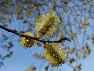 Flowering willow. Fluffy willow buds in close-up against the blue sky.