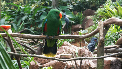 Close up view of Eclectus Parrot on the branches. Beautiful and colorful tropical bird. Eclectus Roratus