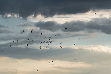 Birds in flight