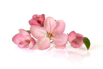 Naklejka na ściany i meble Several of blossoms of the apple of paradise tree. Full depth of field. With clipping path
