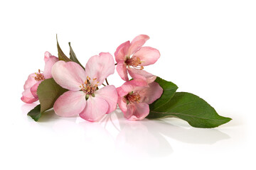 Twig of blossoms of the apple of paradise tree. Full depth of field. With clipping path