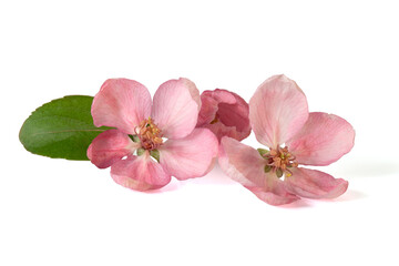 Two blossoms of the apple of paradise tree. Full depth of field. With clipping path