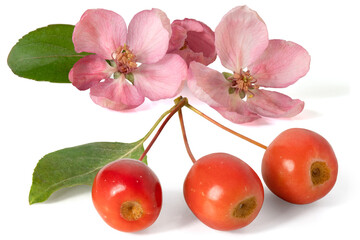 Three flowers and three fruits of the paradise apple tree. Full depth of field. With clipping path