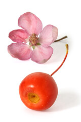 A single flower and fruit of the tree of paradise apple tree. Full depth of field. With clipping path