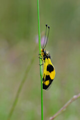 Östlicher Schmetterlingshaft // Eastern Owlfly (Libelloides macaronius) - Pinios Delta, Greece