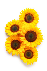 Fototapeta premium Beautiful sunflowers on white background