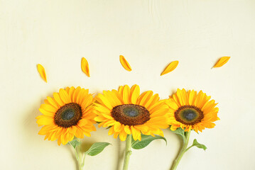Beautiful sunflowers and petals on light background