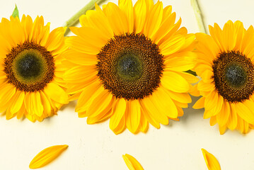 Obraz premium Beautiful sunflowers and petals on light background