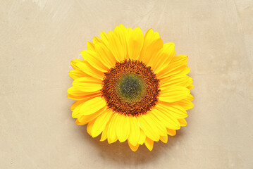 Beautiful sunflower on brown background