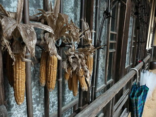 古民家の窓に干されたとうもろこし
