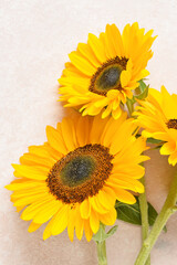 Beautiful sunflowers on white background